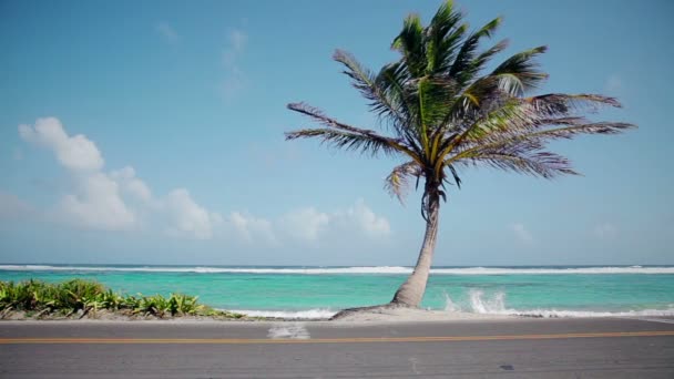 Palmera cerca de la carretera — Vídeos de Stock