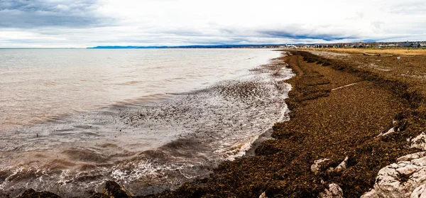 Seaweed Panorama of the Gaspe Peninsula — Stock Photo, Image