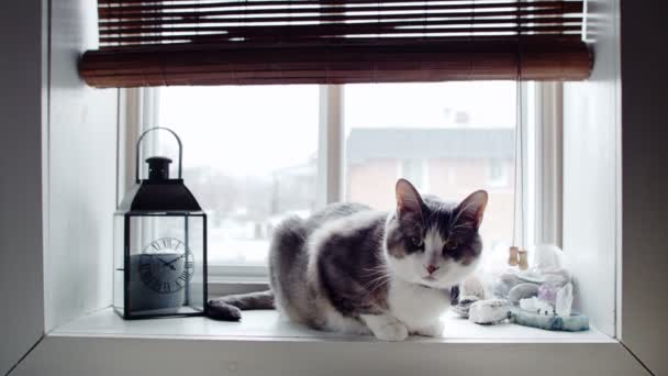 与在窗边领结逗猫 — 图库视频影像