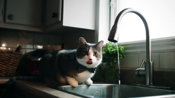 Gato con Bowtie Agua del grifo potable — Vídeo de stock