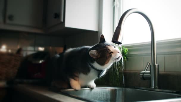 Gato con Bowtie Agua del grifo potable — Vídeo de stock