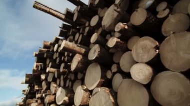 Ladin ve çam ağaçları yığını