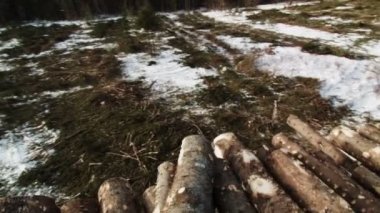 Ladin ve çam ağaçları yığını
