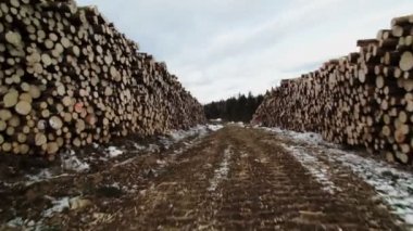 Ladin ve çam ağaçları yığını