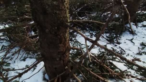 Panorámica de un árbol muerto — Vídeo de stock