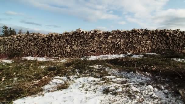 Stapel sparren en pijnbomen — Stockvideo