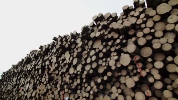 Ladin ve çam ağaçları yığını — Stok video