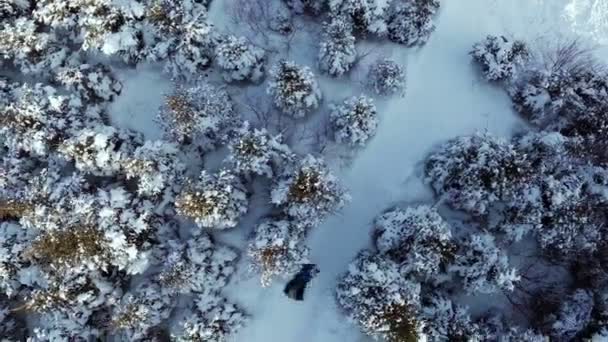 Video aéreo de la persona que se desliza en la naturaleza — Vídeos de Stock