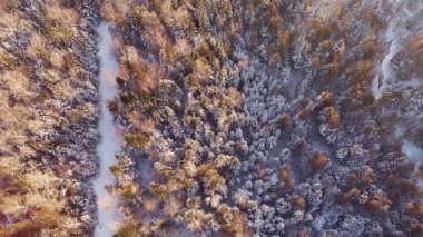 Orman ve gün batımı sırasında yol