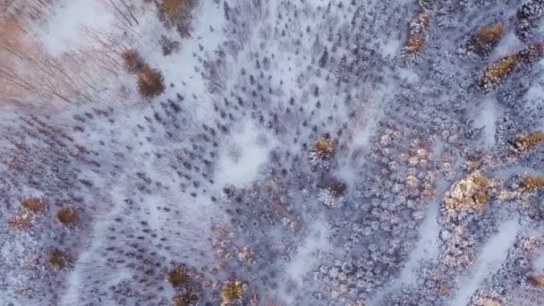 Plantation d'épinette et de pin 