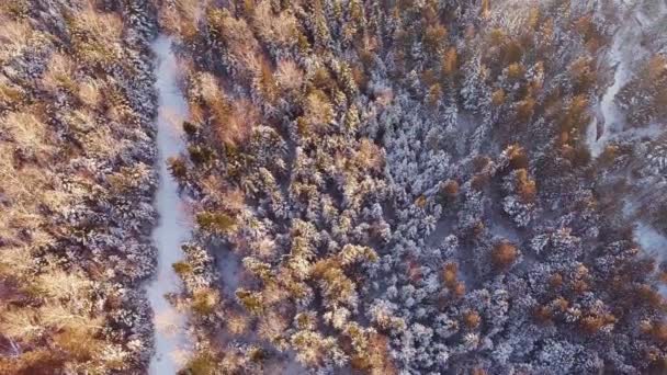 Skogen och sökvägen under solnedgången — Stockvideo