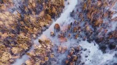 Orman ve gün batımı sırasında yol