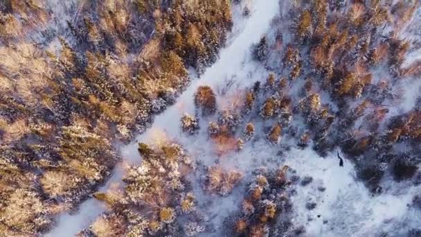 Bosque y camino durante la puesta del sol — Vídeo de stock