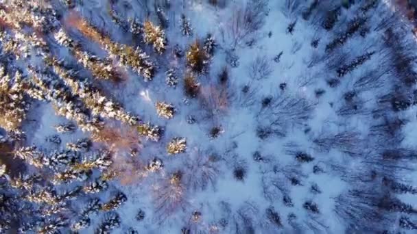 Plantation d'épinette et de pin 