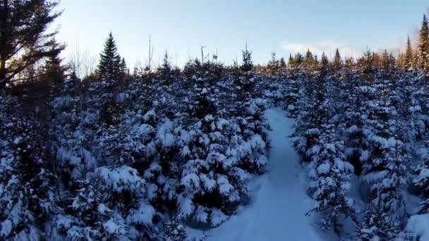 Skogen och sökvägen under solnedgången — Stockvideo