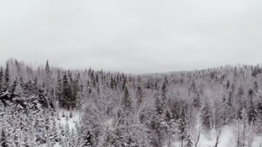 Ladin, çam ve köknar kış ormanda