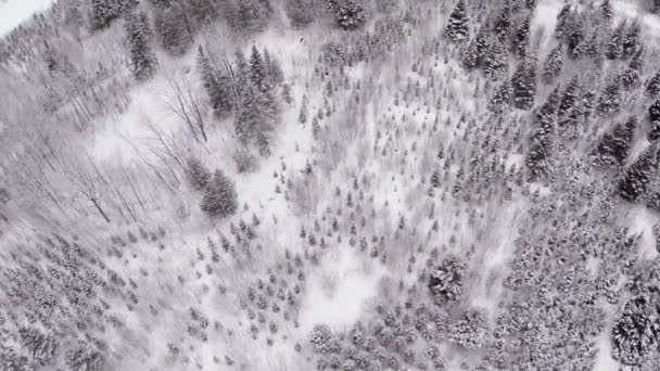 Forêt d'épinettes, de pins et de sapins en hiver 