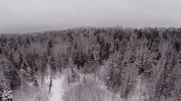 Floresta de abeto, pinheiro e abeto no inverno — Vídeo de Stock