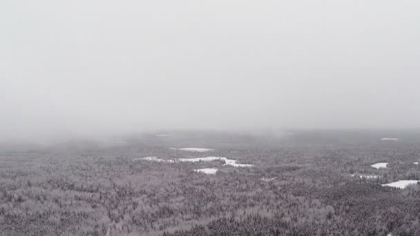Luc fenyő, fenyő- és fenyő erdő télen — Stock videók
