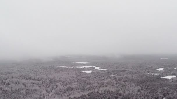 Bosque de abeto, pino y abeto en invierno — Vídeos de Stock