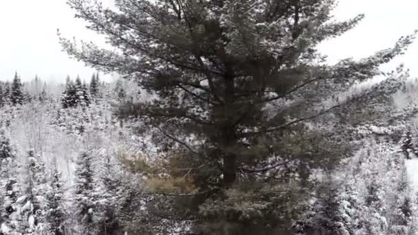 Ель, сосна и еловый лес зимой — стоковое видео