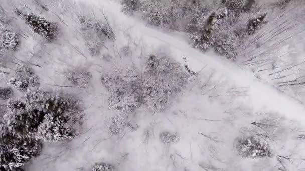 Luc fenyő, fenyő- és fenyő erdő télen — Stock videók