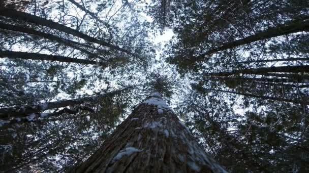 Падение деревьев зимой — стоковое видео