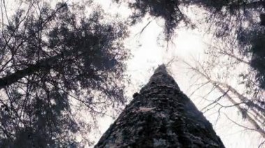  Kışın yağan ağaç