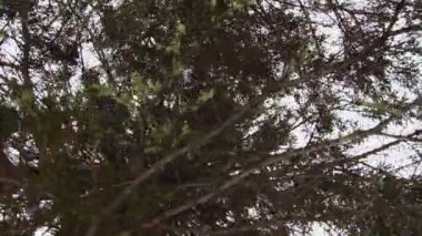 Olgun bir çam ağacına liken