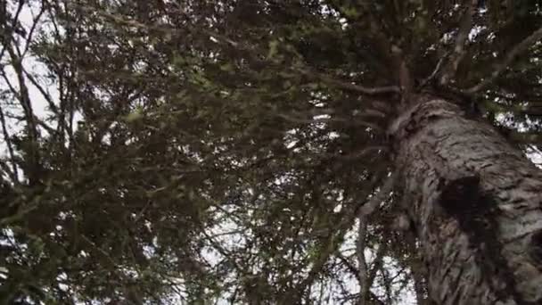 Лишайник в зрелом еловом дереве — стоковое видео