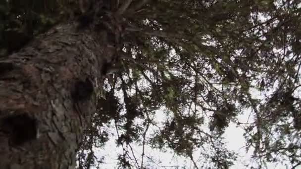 lichen dans un épicéa mature 