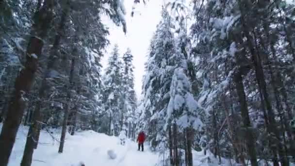 Walking kvinna i en skog spår — Stockvideo