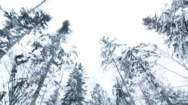 Caminando mujer en un sendero forestal — Vídeos de Stock