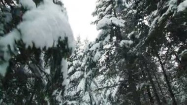  Kış orman Ladin, köknar ve çam