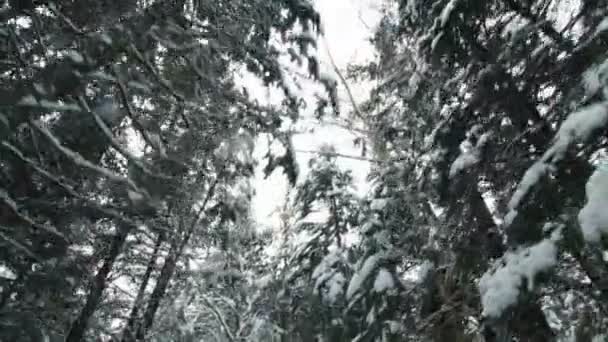 Bosque de invierno de abeto, abeto y pino — Vídeos de Stock