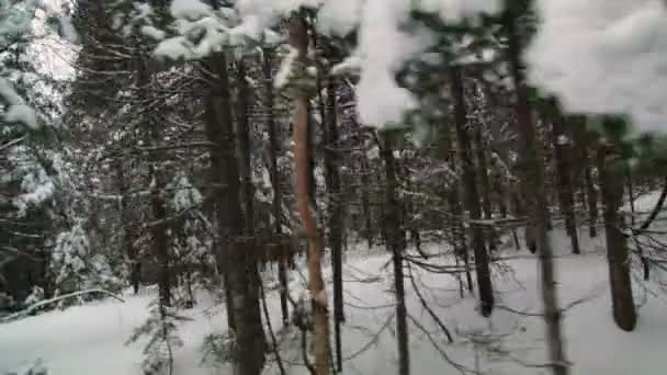 Bosque de invierno de abeto, abeto y pino — Vídeos de Stock