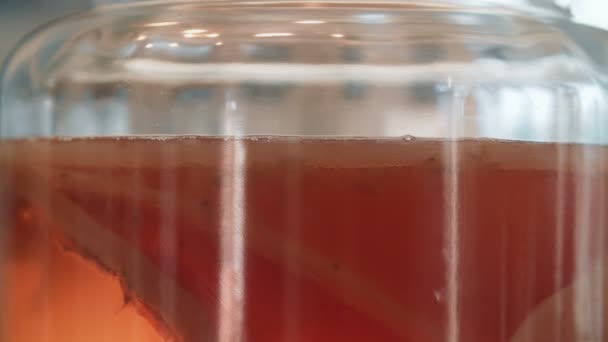 Kombucha scoby in een pot — Stockvideo