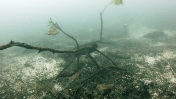 Дно пресной воды — стоковое видео