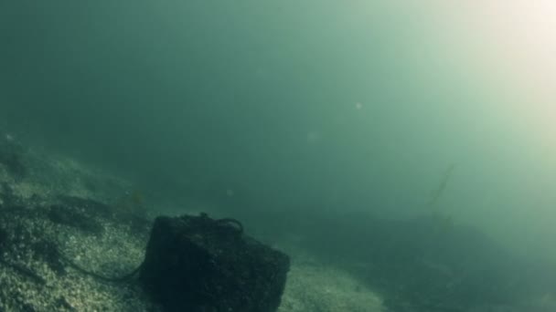 Fond d'une rivière d'eau douce — Video