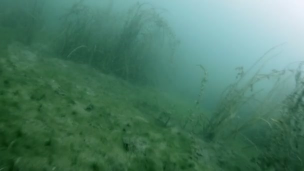 Fond d'une rivière d'eau douce — Video