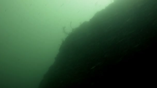 Fondo di un fiume d'acqua dolce — Video Stock