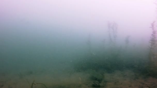 Fondo de un río de agua dulce — Vídeo de stock