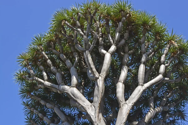 Dračí strom v Madeira, Portugalsko — Stock fotografie