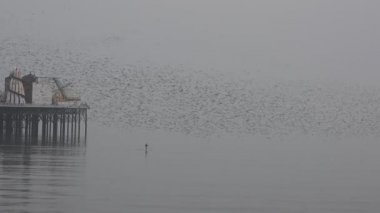 Brighton Pier çevresinde uçan sığırcık. İngiltere