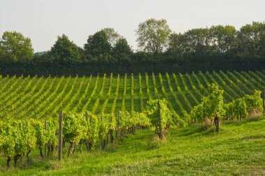 Üzüm bağında asmalar, Dorking, Surrey, İngiltere