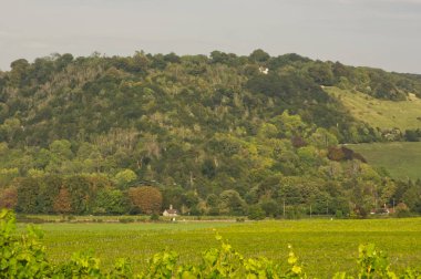 Box Hill, North Downs kırsalında ve üzüm bağında sıralanmış asmalar, Dorking, Surrey, İngiltere