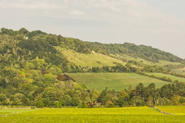 Box Hill, North Downs kırsalında ve üzüm bağında sıralanmış asmalar, Dorking, Surrey, İngiltere