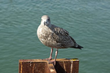 Littlehampton, Batı Sussex, İngiltere 'de deniz kenarında genç ringa martıları
