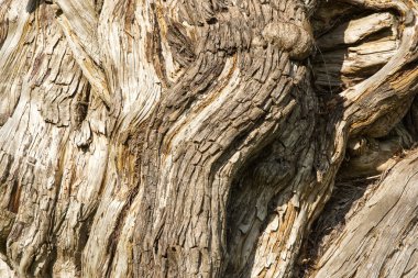 Yaşlı eğri büğrü ve büğrü ağaç gövdesi.