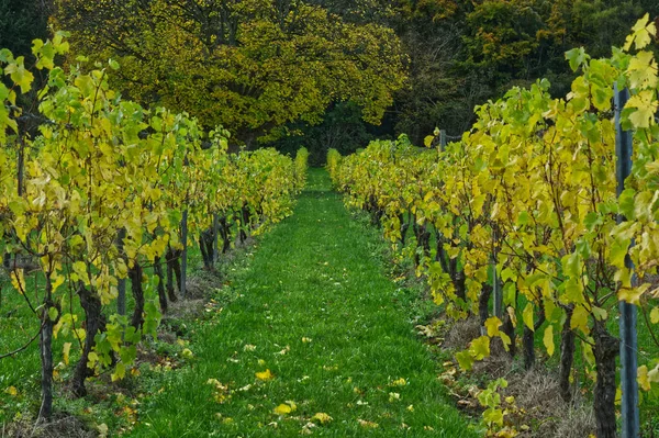 Grape vines at at Dorking in Surrey hills, England. Autumn (Fall) colours